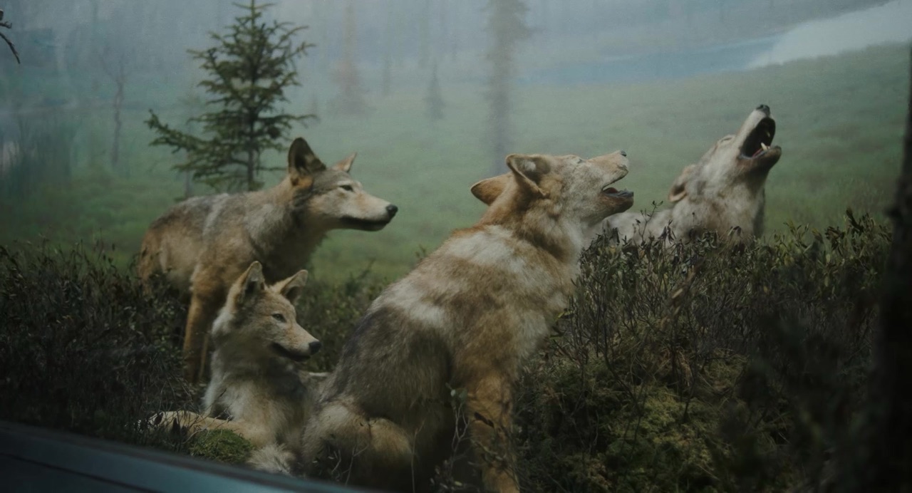 Howling wolf documentary - Algonquin Park wilderness cinematography