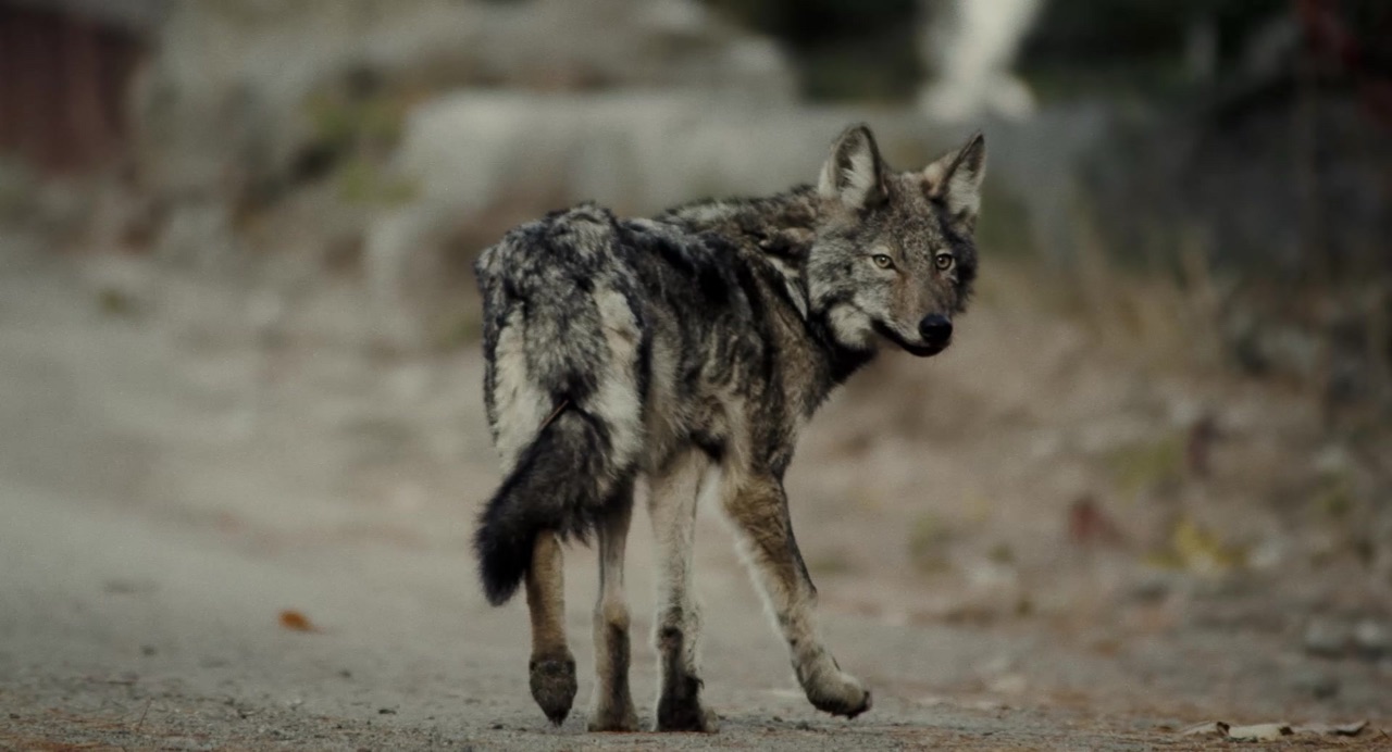 Howling documentary - Canadian wilderness brand film production